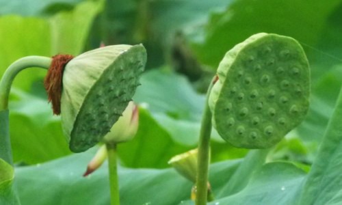 蕧盆子功效作用-颠盆子功效网 | 颠茄的功效与主治,颠婆子是什么方言